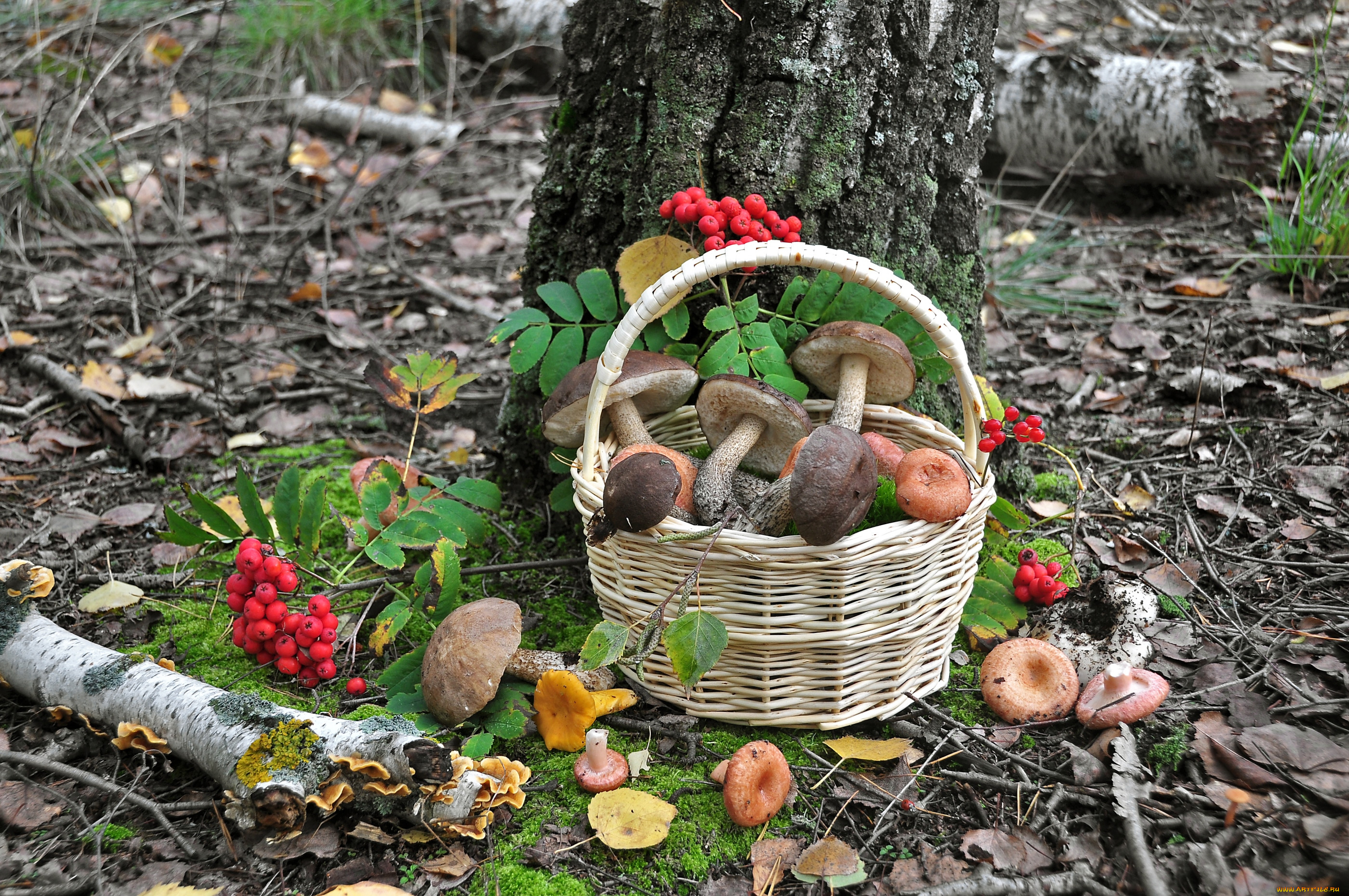 Свежие грибы и ягоды. Корзина грибов. Осенние дары леса. Корзинка с грибами и ягодами. Осенние грибы.